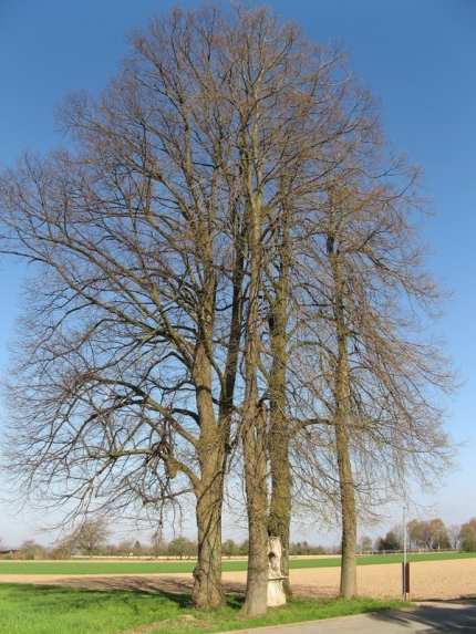 Bild 3 von 4 Linden am Friedhof